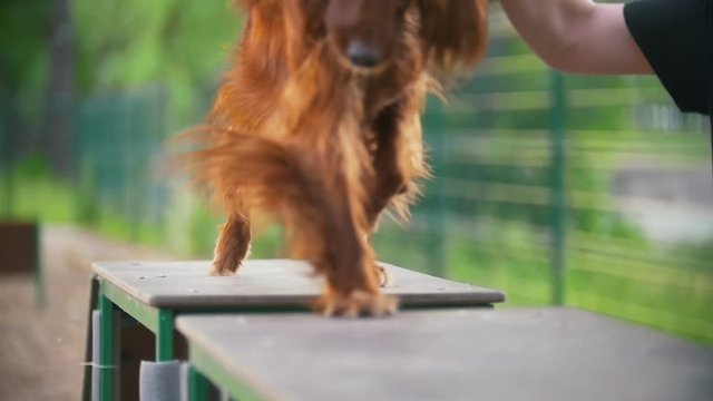 Young man trains his dog irish setter on the overpass outdoors at summer day