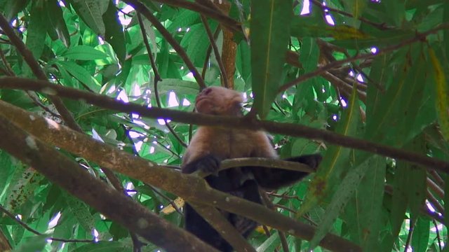 View Of A White Faced Capuchin Monkey In Uvita, Costa Rica