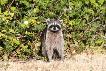 Raccoon