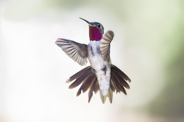 Broad-tailed Hummingbird (Selasphorus platycercus) in Flight