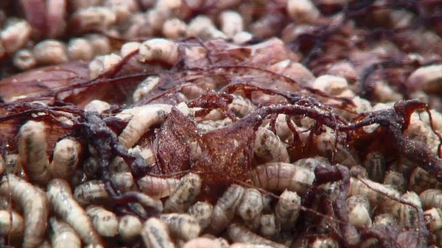 Lockdown View Of Meals Worms, Cabo Polonio