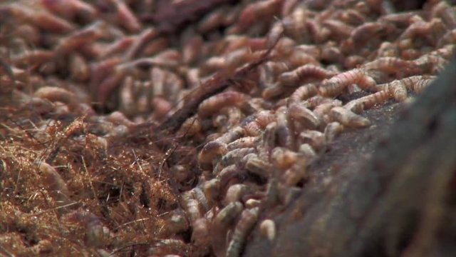 Close Up Scenery Of Meal Worms, Cabo Polonio