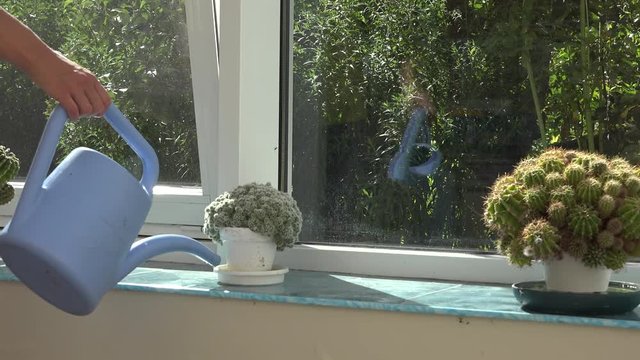 female watering cactus in botanical garden glasshouse indoor. 4K