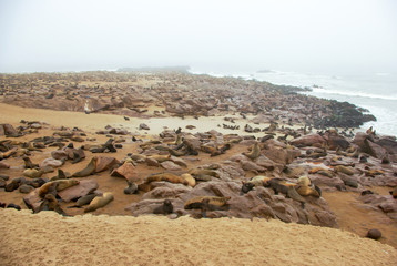 Fototapeta na wymiar Big group of seals - Namibia, Southern Africa