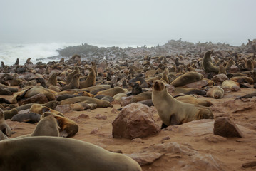 Big group of seals - Namibia, Southern Africa
