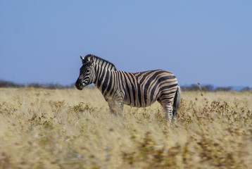 Fototapeta na wymiar Zebra in dry grass - Namibia, Southern Africa