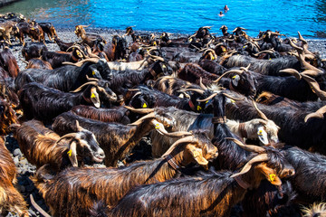 Ziegenbad - Eine alte Tradition der Guanchen wird in Puerto de la Cruz weitergeführt.