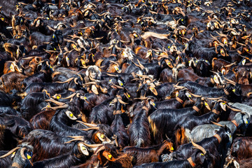 Ziegenbad - Eine alte Tradition der Guanchen wird in Puerto de la Cruz weitergeführt.