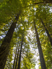 Fototapeta premium Resplandor en un tupido bosque de gigantescas secuoyas.