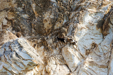 Two mountain goats in the rocky landscape of an island in Greece