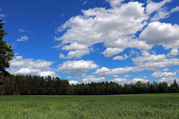 Fototapeta premium cultivated fields
