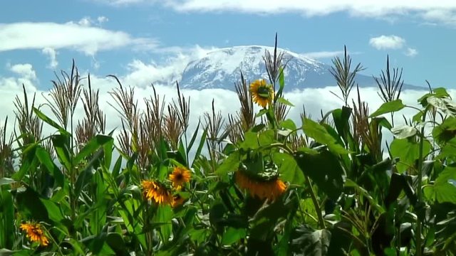 Mount Kilimanjaro and Sun Flowers