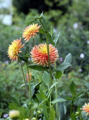 Dahlien