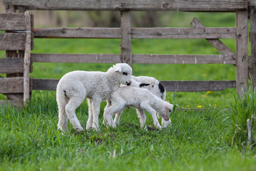 Obraz premium cute little lambs playing in green spring meadow