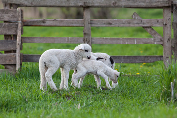 cute little lambs playing in green spring meadow
