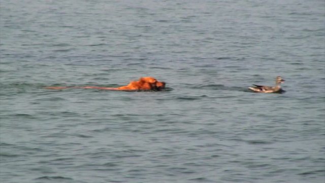 Dog Chases Duck in Lake Superior, Wisconsin