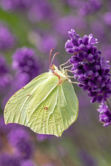 Schmetterling auf Lavendel