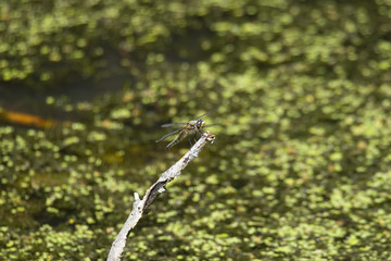 Dragon fly at a pond in Drottningholm , Stockholm