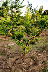 Fototapeta na wymiar Summer Apricot fruits on tree