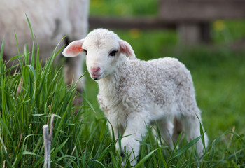 portrait of cute little lamb grazing in green spring meadow