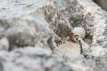 Kleiner Krebs in Muschel in Stein 2
