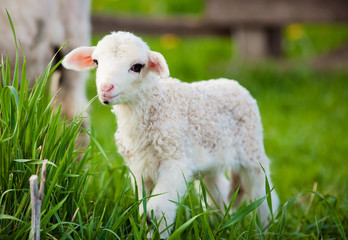 Obraz premium portrait of cute little lamb grazing in green spring meadow