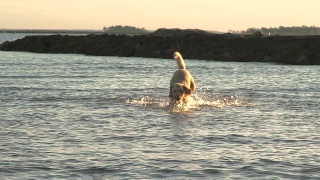 An aquatic Labradoodle (dog) charges through waters near a beach Jetty