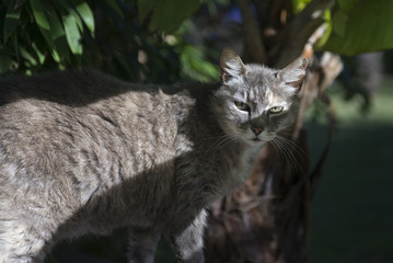 Chat gris