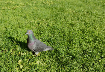 Common pigeon standing in sunlight