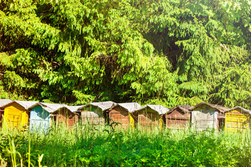 Many beehives in a row on an apiary, greens around.