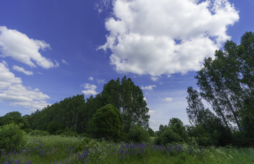 Fototapeta premium Beautiful summer landscape. Forests and wildflowers under the blue sky with white fluffy clouds. Warm summer day. A path in the summer forest