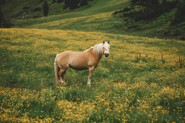 Pferd steht auf Wiese an einem Berg 