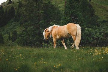 Pferd steht auf Wiese an einem Berg 