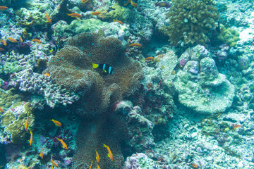 Fototapeta na wymiar Bunte Fische vor Korallenriff