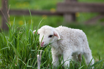 Naklejka premium portrait of cute little lamb grazing in green spring meadow