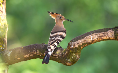 The Eurasian hoopoe (Upupa epops) sitting on the branch with green background. 