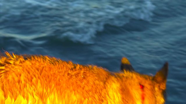 A German Shepard (Dog) charges into the waves in CT beach Waters