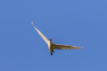 Common Spoonbill in flight