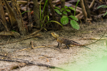 Bunte Eidechse auf Sandboden vor Vegetation