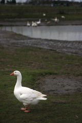 goose
