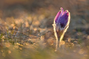 Beautiful spring pulsatilla flowers with purple petals. Spring bloom at sunset. Hairy plant