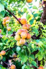 Summer Apricot fruits on tree