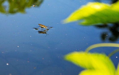 The bug predator moves on the surface of the water on the pond.