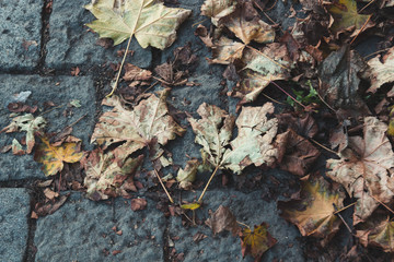 Yellow autumn leaves lying on the paving stones, abstract background