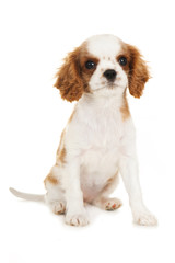 Cavalier King Charles Spaniel Welpe isoliert auf weißem Hintergrund