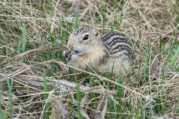 Naklejka na ściany i meble The thirteen lined ground squirel (Ictidomys tridecemlineatus) is known as the striped gopher, lopard ground squirrel, squinney and the leopard-spermophile and is a ground squirrel.