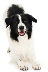 Border Collie Mischling verbeugt sich isoliert auf weißem Grund
