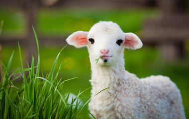 Porträt des süßen kleinen Lamms, das auf der grünen Frühlingswiese weidet
