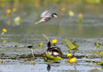 One whiskerd tern attack a black necked grebe on their nest. Exotic moment.