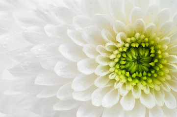 White Chrysanthemum closeup